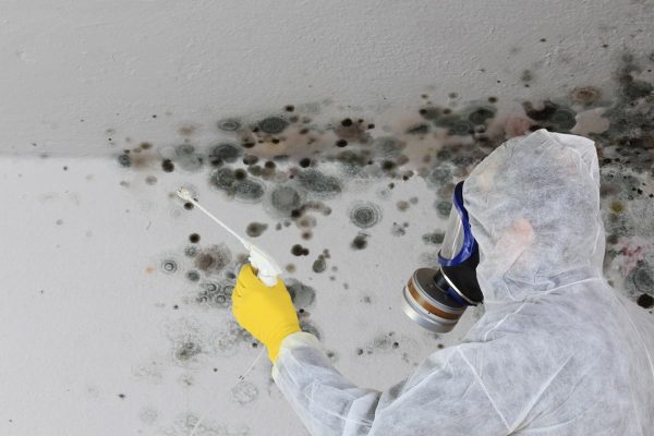 Mold-Remediation